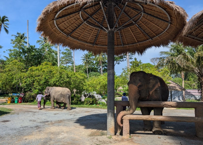 Thailand elephant sanctuary